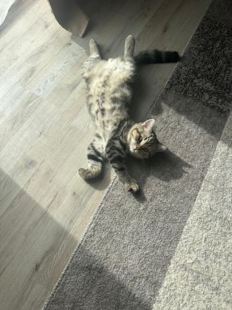 ❤️ Wunderschöne reinrassige BKH-Kitten suchen ein liebevolles Zuhause ❤️