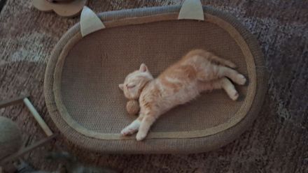 Seltene reinrassige BKH Kitten nur noch 1 da