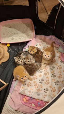 Seltene reinrassige BKH Kitten nur noch 1 da