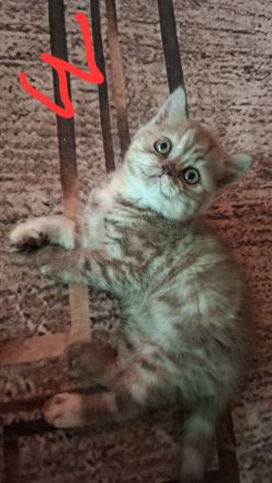 Seltene reinrassige BKH Kitten nur noch 1 da