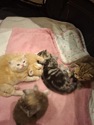 Exklusive reinrassige BKH Kitten