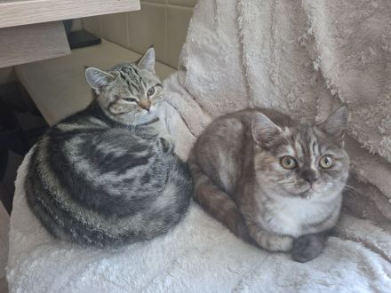 ❤️ Wunderschöne reinrassige BKH-Kitten suchen ein liebevolles Zuhause ❤️