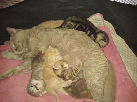 Exklusive reinrassige BKH Kitten