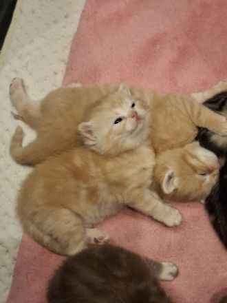 Exklusive reinrassige BKH Kitten