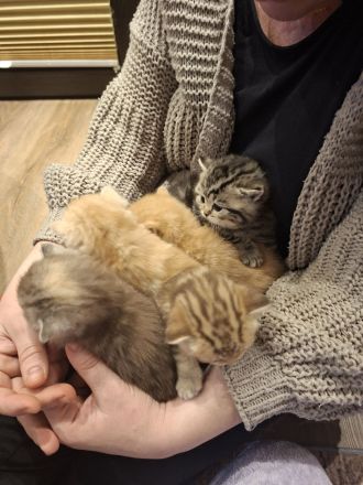 Exklusive reinrassige BKH Kitten