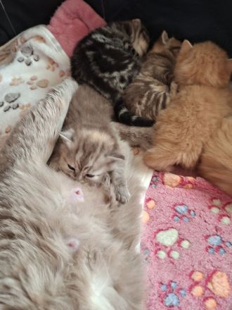 Exklusive reinrassige BKH Kitten