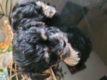 Malteser Bolonka Welpe weiblich ab 24.04 abzugeben