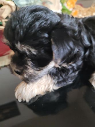 Malteser Bolonka Welpe weiblich ab 24.04 abzugeben