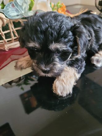 Malteser Bolonka Welpe weiblich ab 24.04 abzugeben