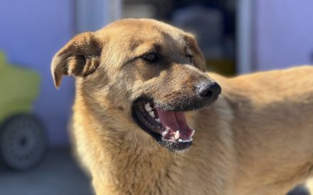 Freundliche und liebenswerte Pila sucht Körbchen