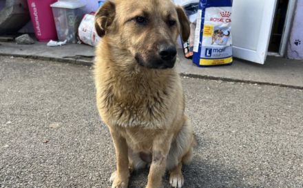 Freundliche und liebenswerte Pila sucht Körbchen