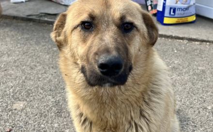 Freundliche und liebenswerte Pila sucht Körbchen