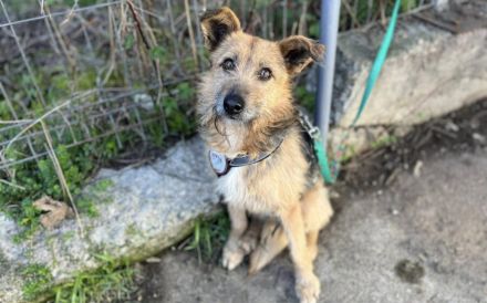 Schüchterner Azaad sucht liebevolles Zuhause