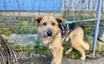 Schüchterner Azaad sucht liebevolles Zuhause