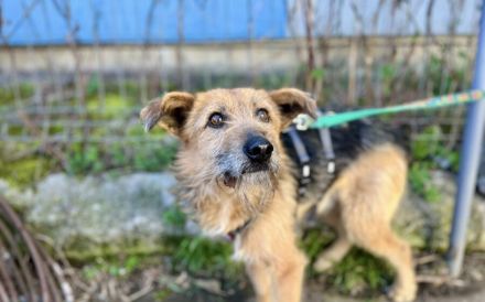 Schüchterner Azaad sucht liebevolles Zuhause