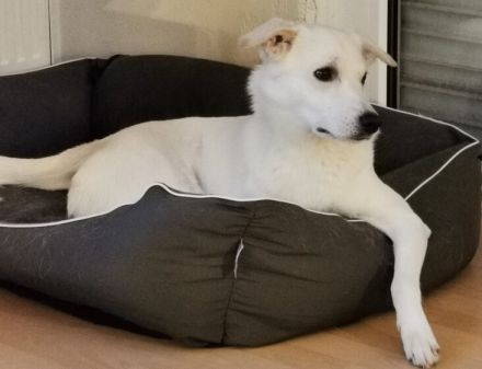 Schenkst du dem hübschen Baku ein Zuhause?