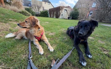 Frieda sucht ein Zuhause mit Hundekumpel