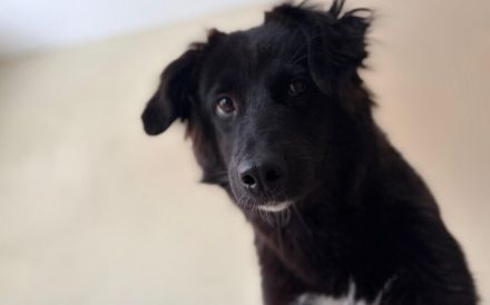 Frieda sucht ein Zuhause mit Hundekumpel
