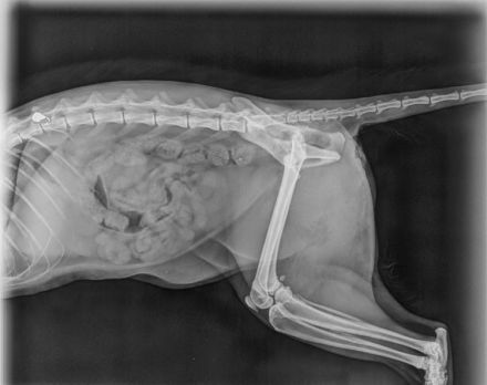 Dringender Notfall: Die querschnittgelähmte Asha braucht ein Zuhause