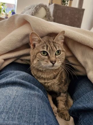 Asha, querschnittgelähmt und supersüß, wartet auf ein liebevolles Zuhause