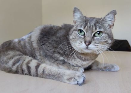 Dringender Notfall: Die querschnittgelähmte Asha braucht ein Zuhause