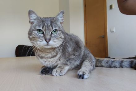 Dringender Notfall: Die querschnittgelähmte Asha braucht ein Zuhause