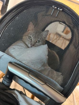 Asha, querschnittgelähmt und supersüß, wartet auf ein liebevolles Zuhause