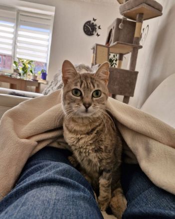 Asha, querschnittgelähmt und supersüß, wartet auf ein liebevolles Zuhause