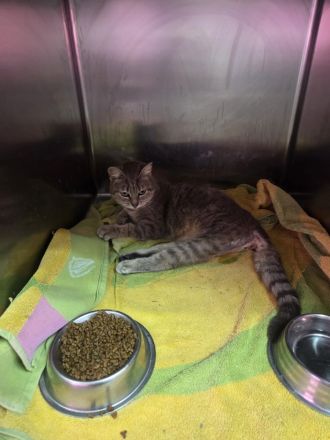 Dringender Notfall: Die querschnittgelähmte Asha braucht ein Zuhause