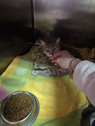 Dringender Notfall: Die querschnittgelähmte Asha braucht ein Zuhause