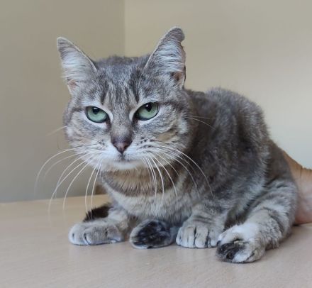 Dringender Notfall: Die querschnittgelähmte Asha braucht ein Zuhause