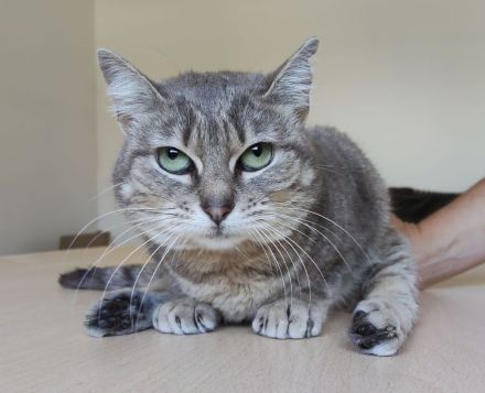 Dringender Notfall: Die querschnittgelähmte Asha braucht ein Zuhause