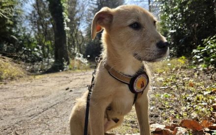 Malia sucht ein ruhiges Zuhause