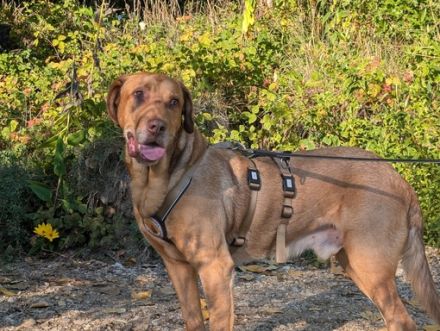 Menschenbezogener Ricky sucht Zuhause