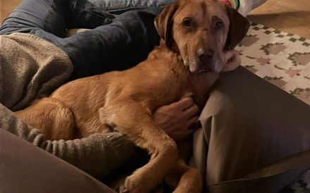 Menschenbezogener Ricky sucht Zuhause