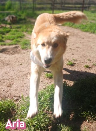 Aria und Ira, 12/24 - 2 Pechvögel auf der Suche nach dem Glück