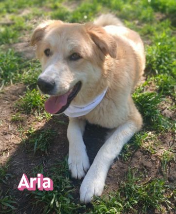 Aria und Ira, 12/24 - 2 Pechvögel auf der Suche nach dem Glück
