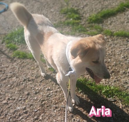 Aria  12/24 - 2 Pechvögel auf der Suche nach dem Glück