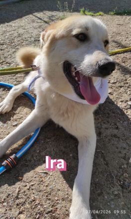 Aria und Ira, 12/24 - 2 Pechvögel auf der Suche nach dem Glück