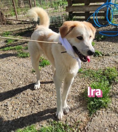 Aria und Ira, 12/24 - 2 Pechvögel auf der Suche nach dem Glück