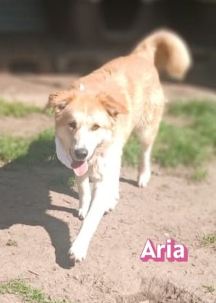 Aria und Ira, 12/24 - 2 Pechvögel auf der Suche nach dem Glück