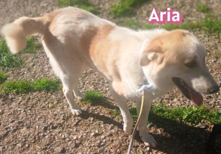 Aria  12/24 - 2 Pechvögel auf der Suche nach dem Glück