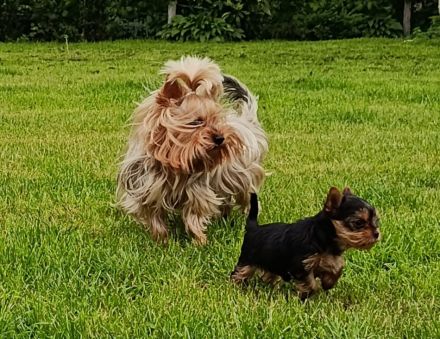 Yorkshire Terrier Welpen – liebevoll aufgezogen, reinrassig, mit Ahnentafel abgabebereit