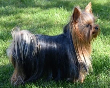 Yorkshire Terrier Welpen – liebevoll aufgezogen, reinrassig, mit Ahnentafel