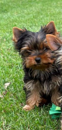Yorkshire Terrier Welpen – liebevoll aufgezogen, reinrassig, mit Ahnentafel abgabebereit