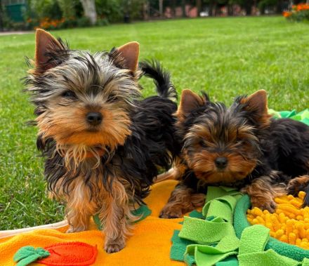 Yorkshire Terrier Welpen – liebevoll aufgezogen, reinrassig, mit Ahnentafel abgabebereit