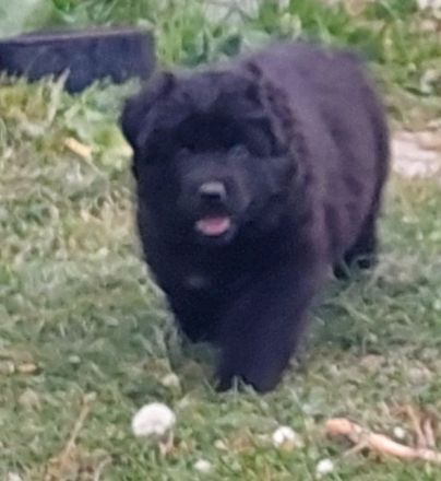 Altdeutsche Schäferhunde Welpen