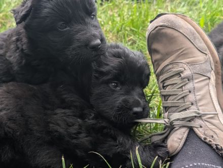 Altdeutsche Schäferhunde Welpen