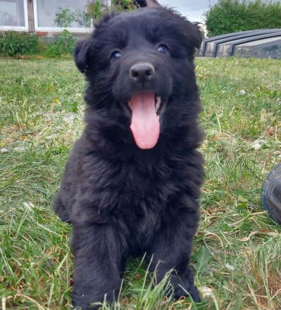 Altdeutsche Schäferhunde Welpen