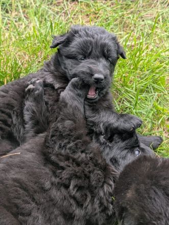Altdeutsche Schäferhunde Welpen
